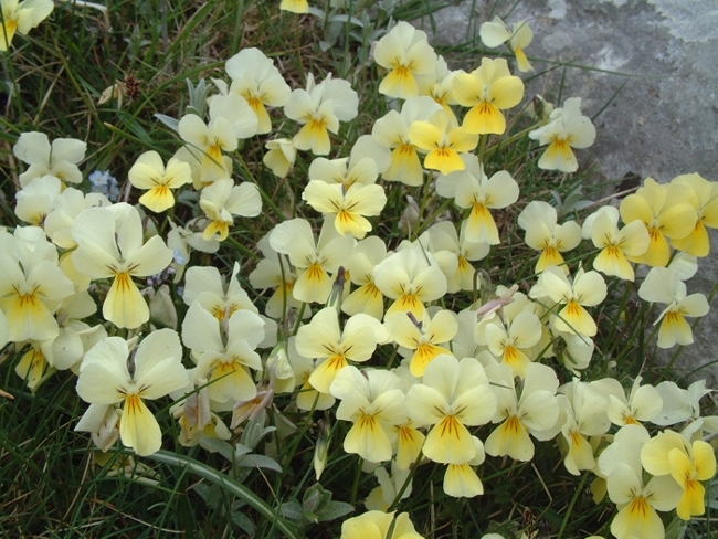 Viola eugeniae / Viola di Eugenia